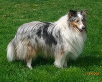 Shetland Sheepdog