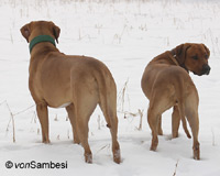 Rhodesian Ridgeback